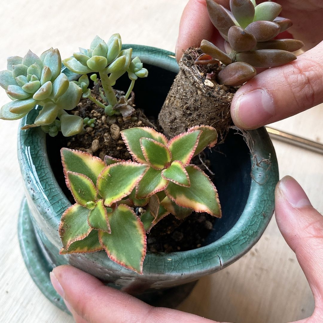 多肉植物寄せ植えワークショップ