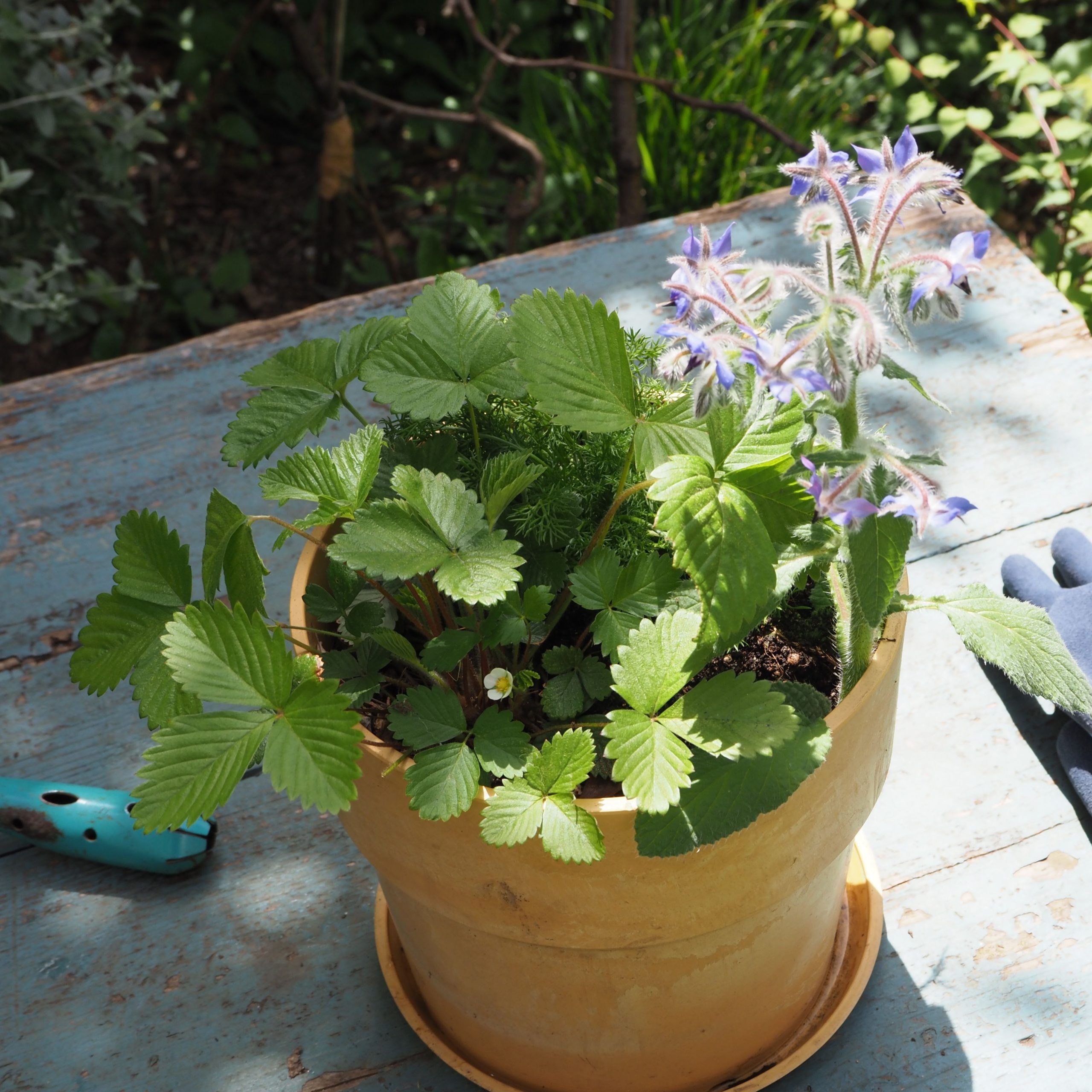 良原リエさん ハーブの寄せ植えワークショップ