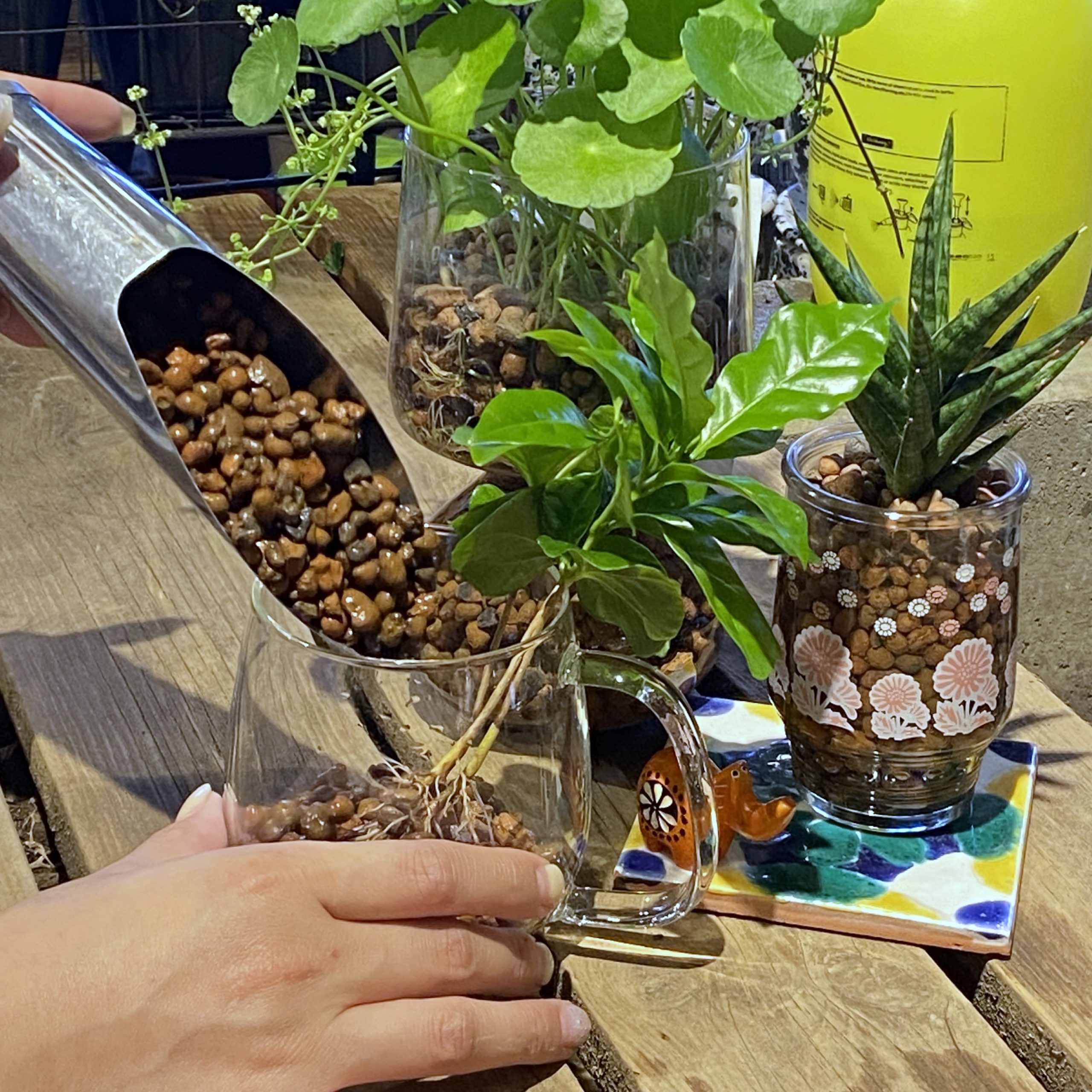 ハイドロ苗の植え替えワークショップ