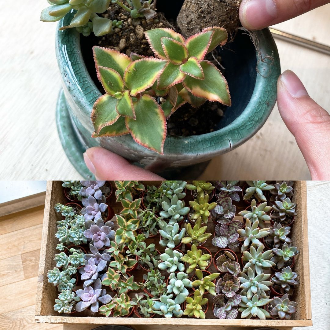 多肉植物寄せ植えワークショップ